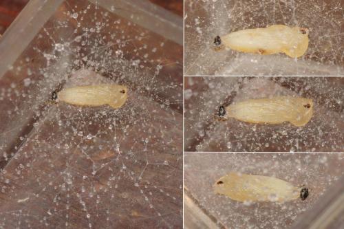 Leia sp.